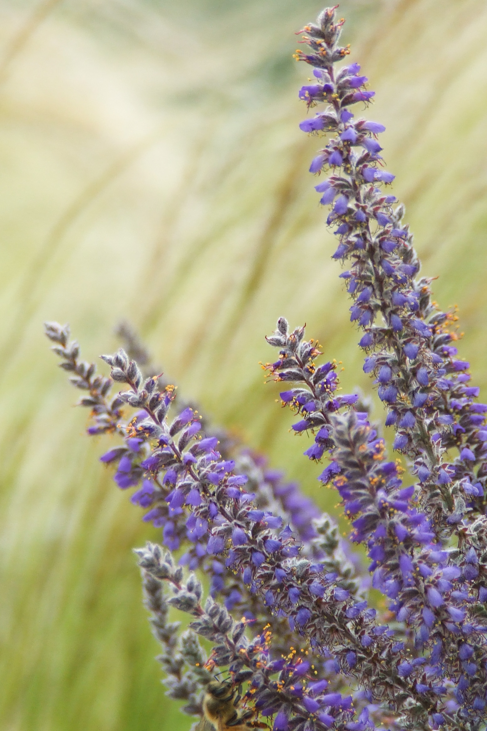 Leadplant